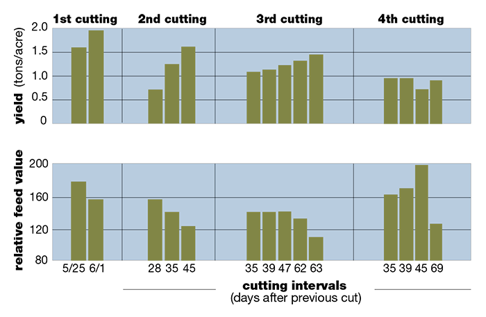 Dry matter yields increase with longer intervals between cuttings while forage quality rapidly declines, particularly during first and second cuttings.